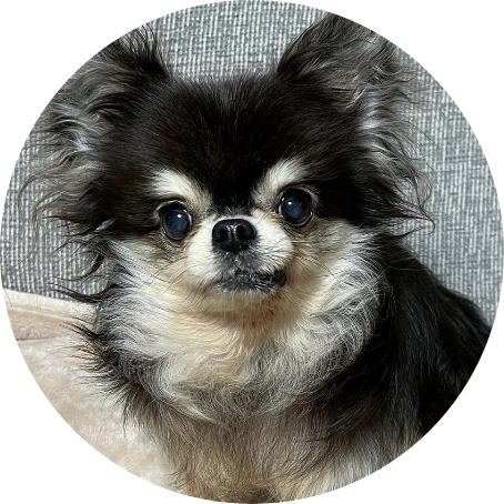 ノーチェちゃん